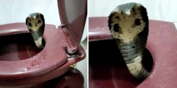 Se sentó en el inodoro y una serpiente le mordió el pene