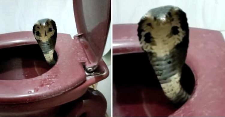 Se sentó en el inodoro y una serpiente le mordió el pene