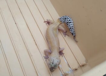 Distintos reptiles fueron rescatados por la Patrulla Ambiental en Córdoba