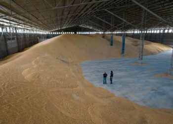 Advierten que la evasión de granos es multimillonaria