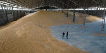 Advierten que la evasión de granos es multimillonaria