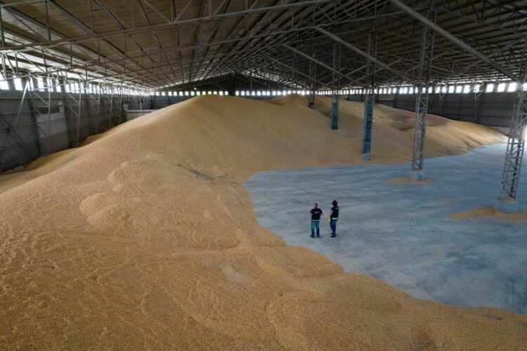 Advierten que la evasión de granos es multimillonaria