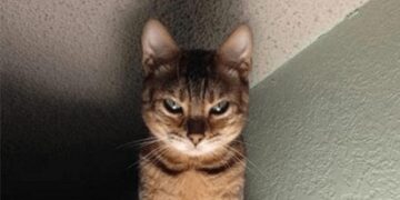 Un estudio asegura que los gatos domésticos tienen rasgos psicopáticos