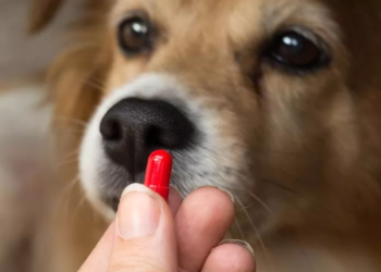 Comprueban el aumento en la resistencia de las bacterias a los antibióticos