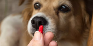 Comprueban el aumento en la resistencia de las bacterias a los antibióticos