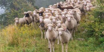 Más de 200 ovejas saltaron a un precipicio en Francia y aparecieron muertas en España