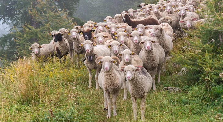 Más de 200 ovejas saltaron a un precipicio en Francia y aparecieron muertas en España