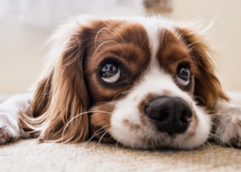 Las 6 bases de la psicología canina