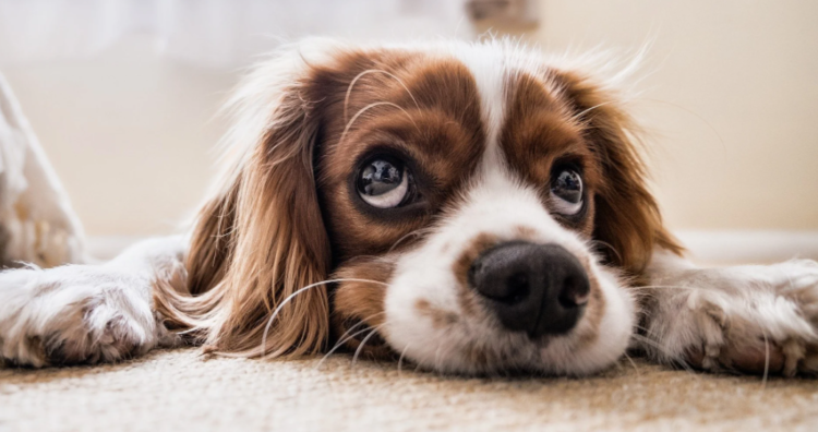Las 6 bases de la psicología canina