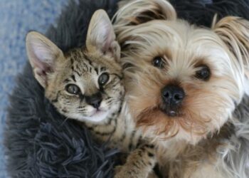 Prohíben la venta de perros y gatos en comercios de animales a partir de 2024