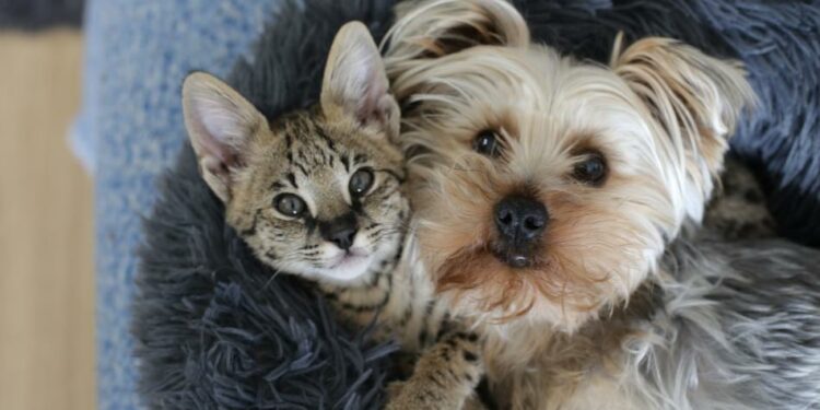 Prohíben la venta de perros y gatos en comercios de animales a partir de 2024