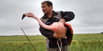 La Policía Ambiental rescató a un flamenco rosado en Río Ceballos