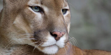 Policía Ambiental busca al puma que atemorizó a vecinos de Ascochinga