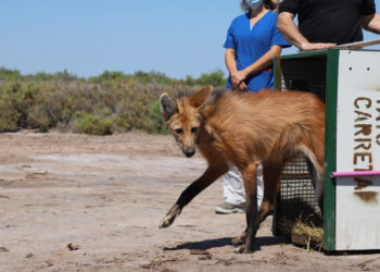 Policía Ambiental liberó una hembra de aguará guazú en Villa Rosario del Saladillo
