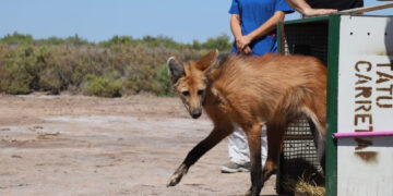 Policía Ambiental liberó una hembra de aguará guazú en Villa Rosario del Saladillo