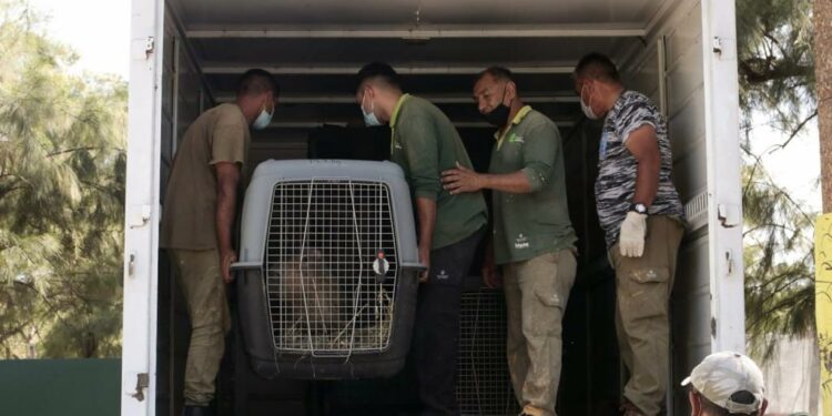 Comenzó el traslado de 35 animales del ex zoológico al Parque Ecológico de Rio Cuarto