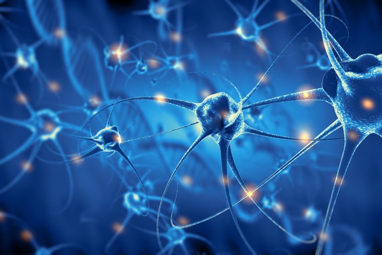 Convierten células de la piel en neuronas para estudiar la epilepsia