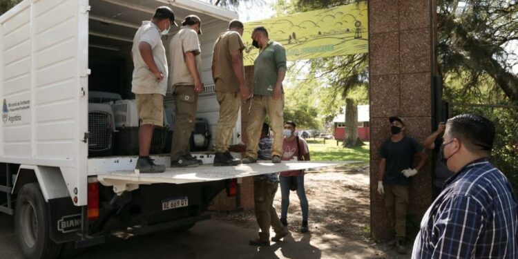 Comenzó el traslado de 35 animales del ex zoológico al Parque Ecológico de Rio Cuarto