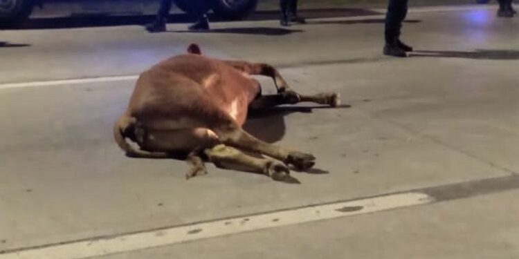 Un conductor chocó contra una vaca cerca del estadio Kempes
