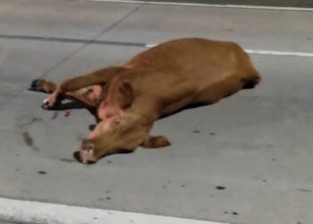 Un conductor chocó contra una vaca cerca del estadio Kempes