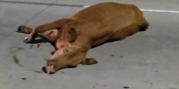 Un conductor chocó contra una vaca cerca del estadio Kempes