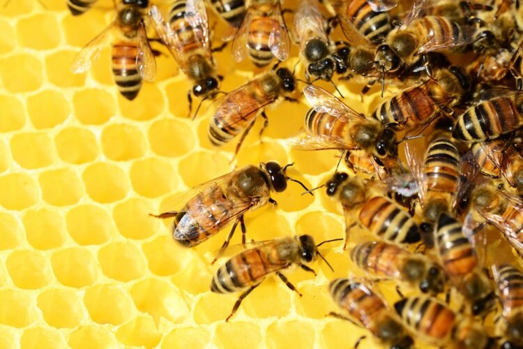 Tras ser atacado por abejas falleció un hombre en Los Reartes