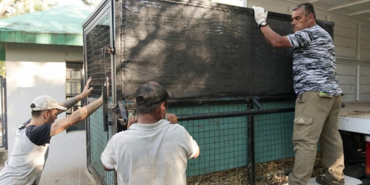 Comenzó el traslado de 35 animales del ex zoológico al Parque Ecológico de Rio Cuarto