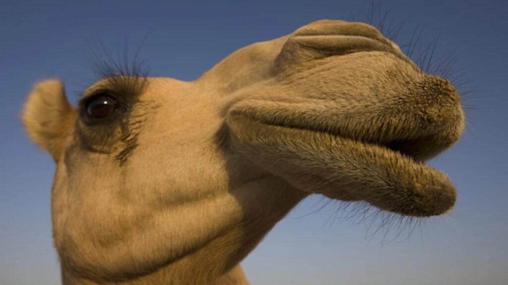 Descalificaron a un grupo de camellos en un concurso de belleza por usar botox