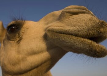 Descalificaron a un grupo de camellos en un concurso de belleza por usar botox