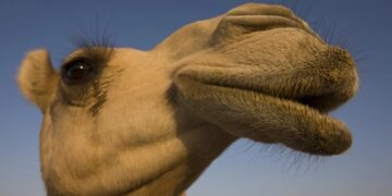 Descalificaron a un grupo de camellos en un concurso de belleza por usar botox