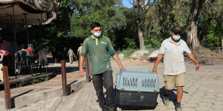 Comenzó el traslado de 35 animales del ex zoológico al Parque Ecológico de Rio Cuarto