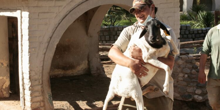 Comenzó el traslado de 35 animales del ex zoológico al Parque Ecológico de Rio Cuarto