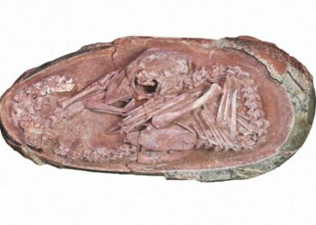 Descubren un embrión de dinosaurio preservado por 66.000.000 de años