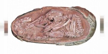 Descubren un embrión de dinosaurio preservado por 66.000.000 de años