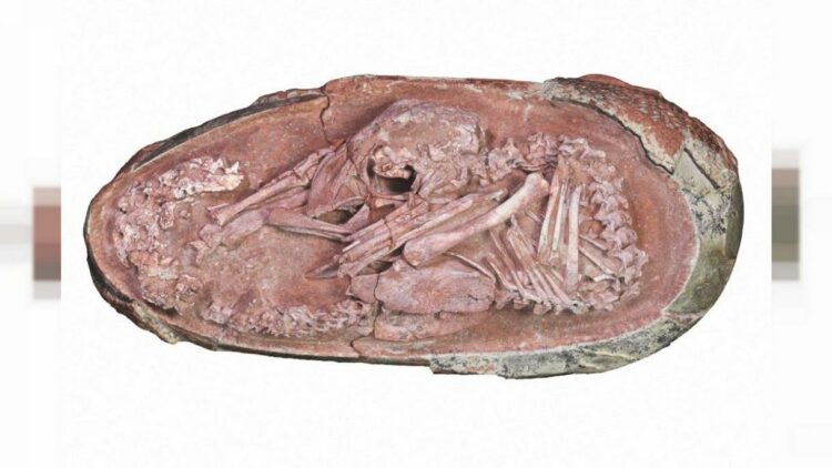 Descubren un embrión de dinosaurio preservado por 66.000.000 de años