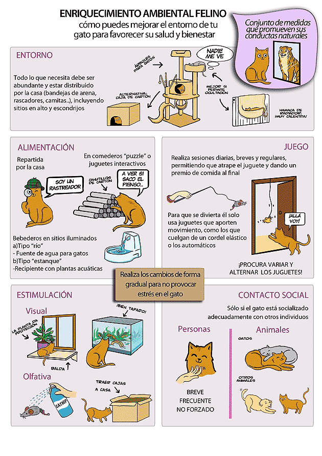 Enriquecimiento ambiental para nuestros gatos 