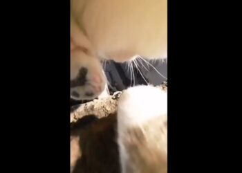 Le puso una cámara en el collar a su gato y obtuvo estas impresionantes imágenes