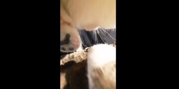 Le puso una cámara en el collar a su gato y obtuvo estas impresionantes imágenes