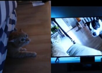 Un gatito llora al ver un video de su amigo perro muerto