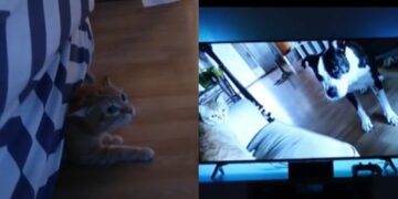 Un gatito llora al ver un video de su amigo perro muerto