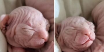 La descubrieron mientras amamantaba a su gato en pleno vuelo