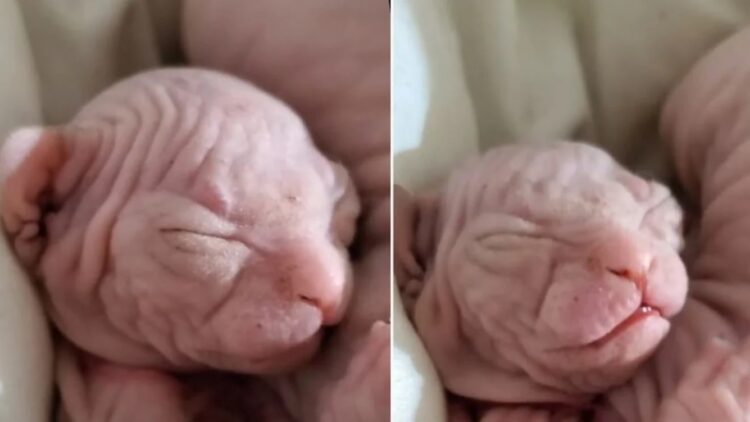 La descubrieron mientras amamantaba a su gato en pleno vuelo