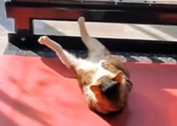 Viral: captan a un gato ‘fitness’ que hace abdominales en un gimnasio
