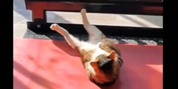 Viral: captan a un gato ‘fitness’ que hace abdominales en un gimnasio