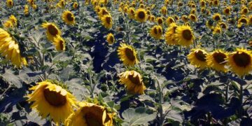 El consumo de aceite de girasol impulsa la siembra de oleaginosa