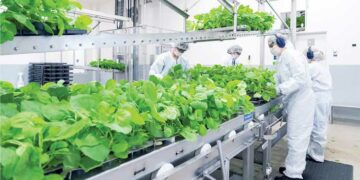 Plantas que se plantan frente al coronavirus