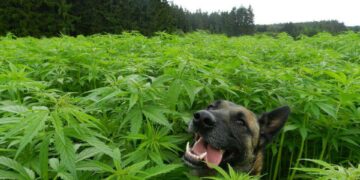 Presentaron un alimento para perros a base de cannabis