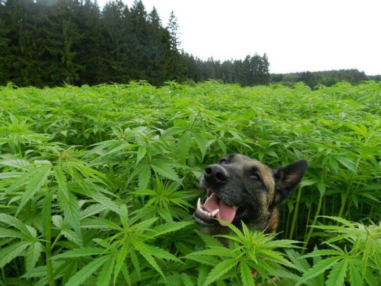 Presentaron un alimento para perros a base de cannabis