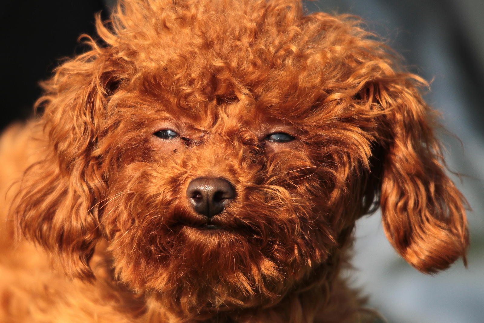 Presentaron un alimento para perros a base de cannabis