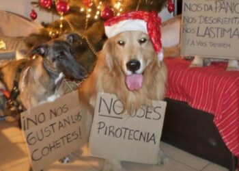 Llegan las fiestas y nuestros perros sufren las consecuencias